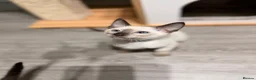 Siamese cats for sale: The Traditional Siamese Team🥰😻 - Advert 4