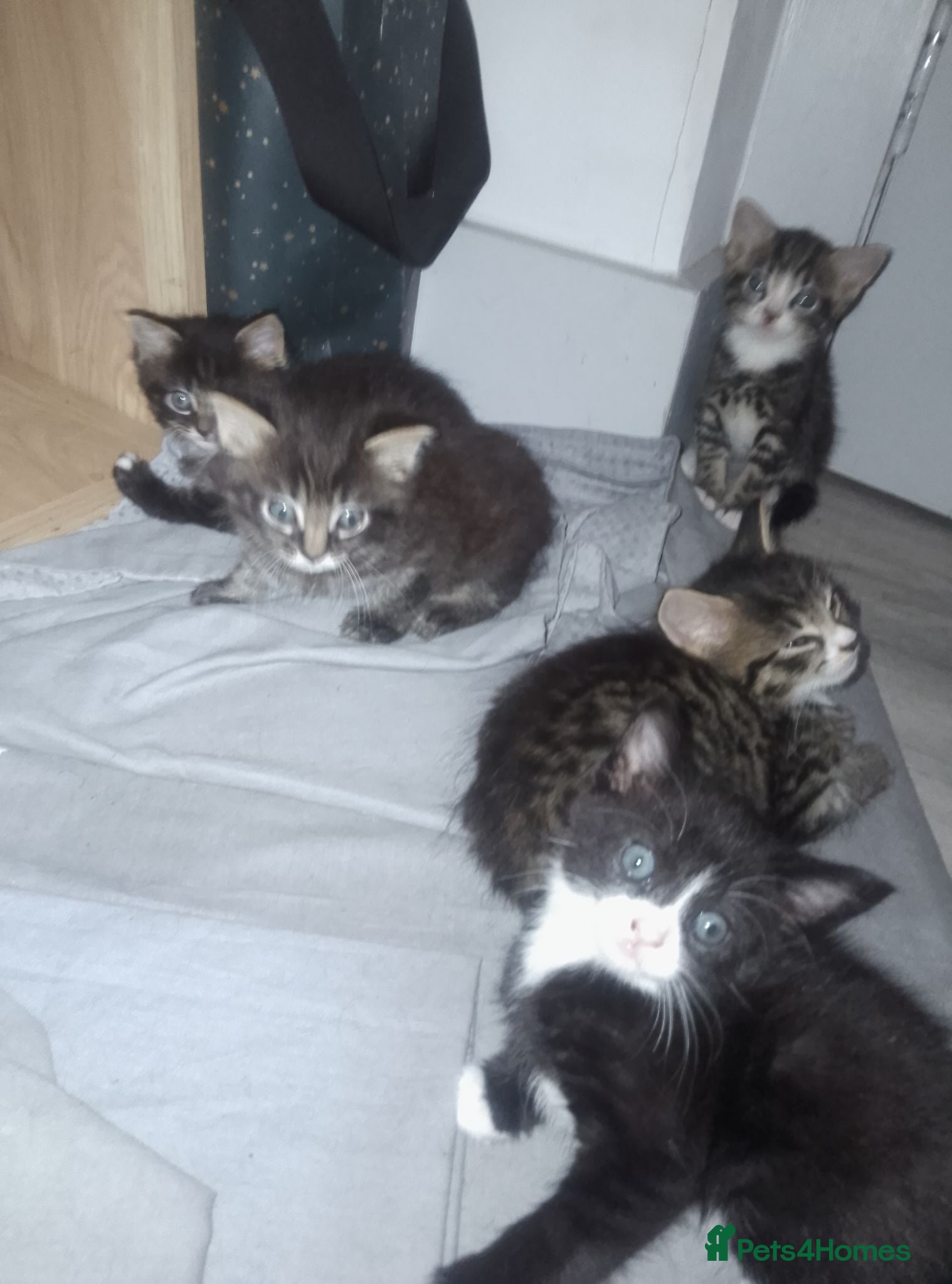 Mixed Breed cats Kitty's  - Advert 4