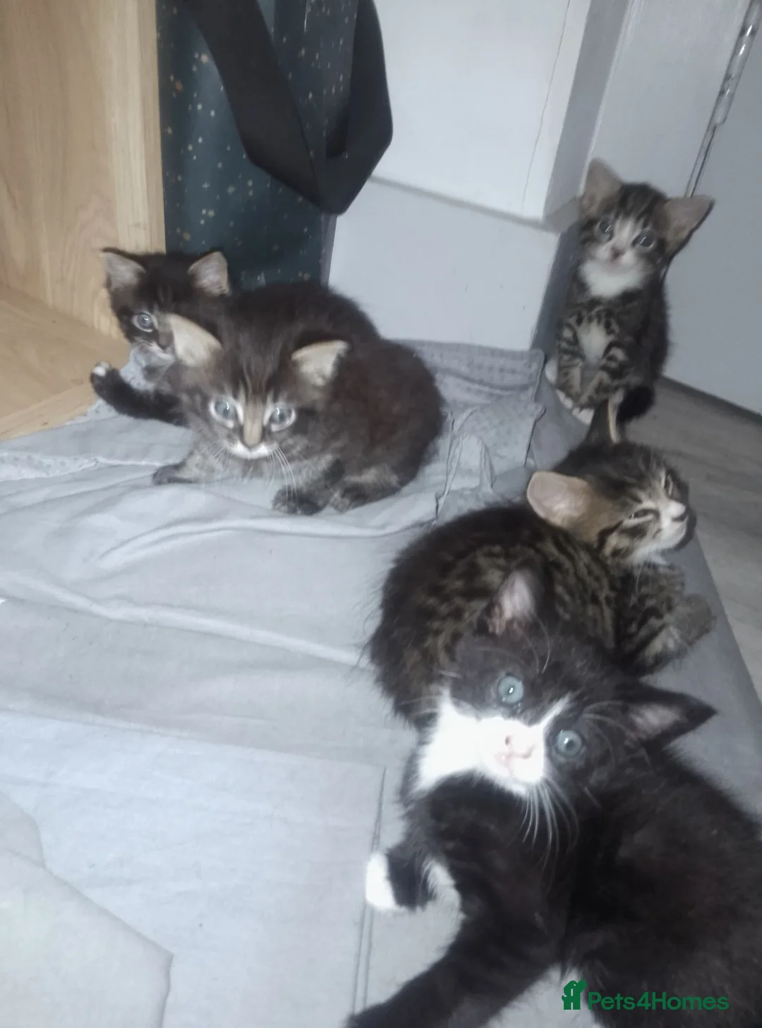 Mixed Breed cats for sale: Kitty's  - Advert 1