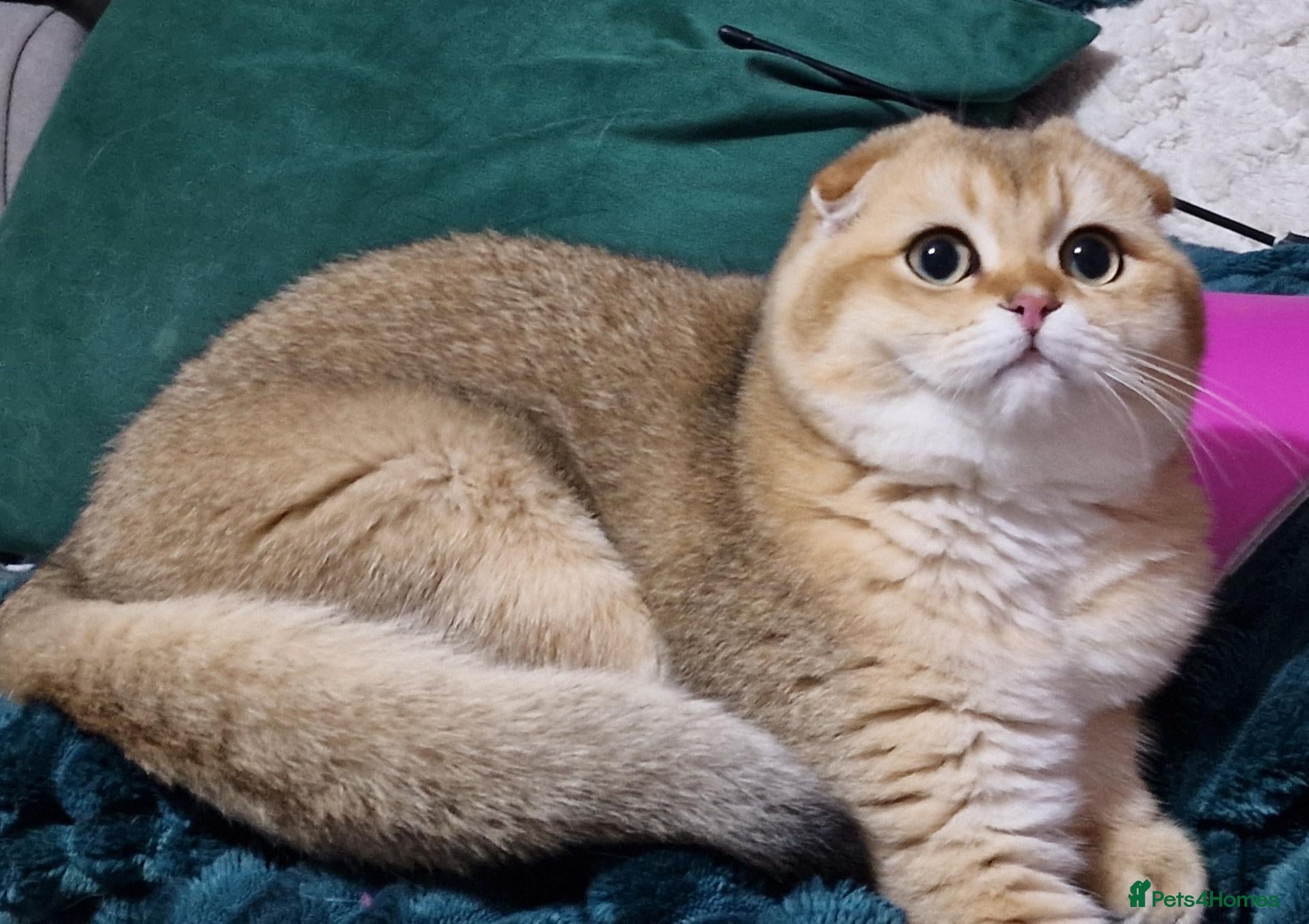 Scottish Fold cats Beautiful show quality scottish fold boys - Advert 1