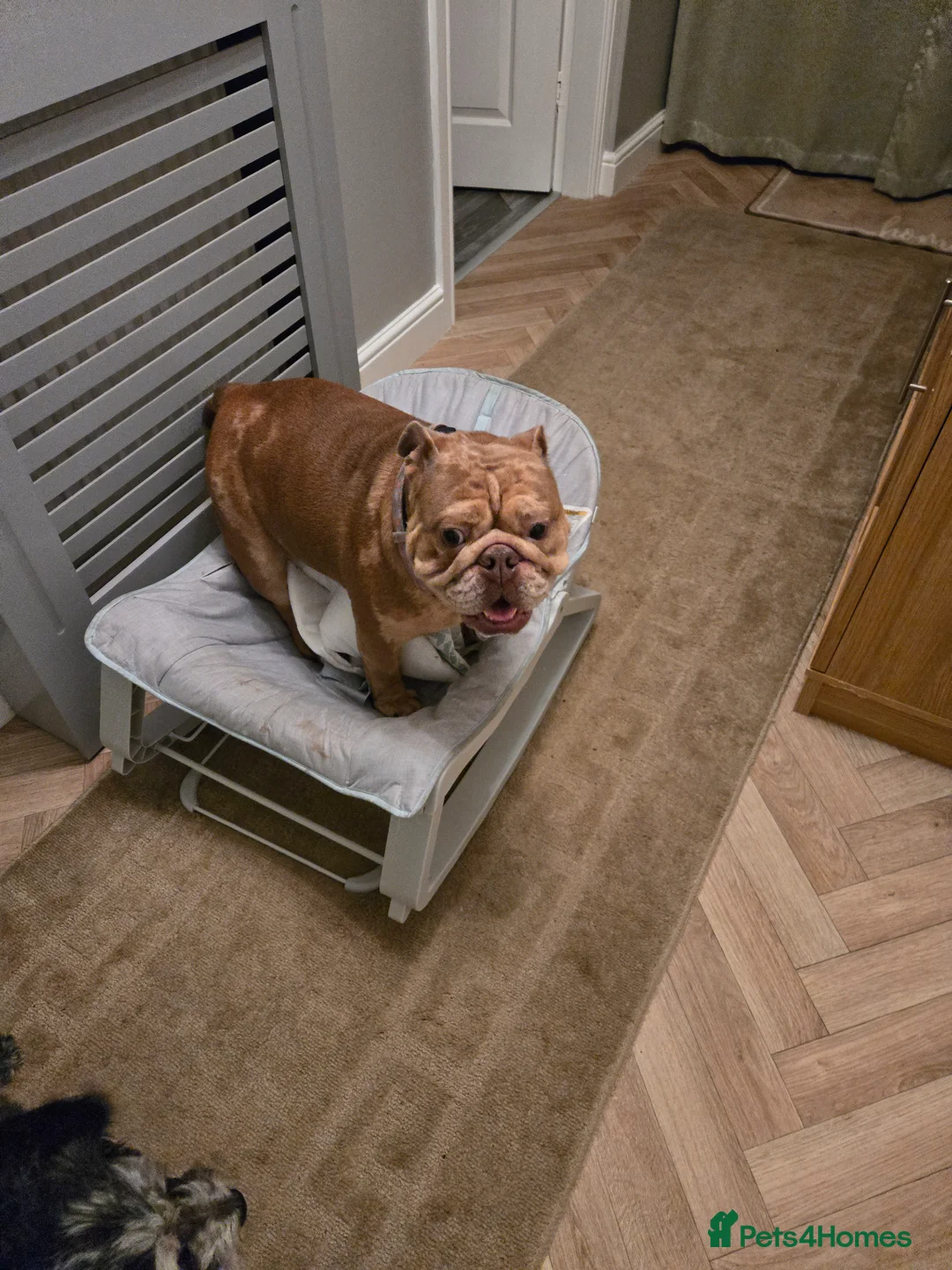 English Bulldog dogs for sale: Female bulldog  - Advert 2