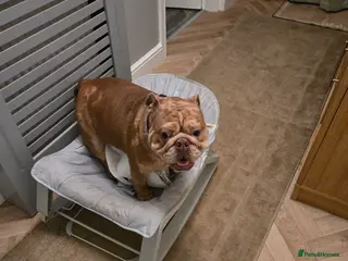 English Bulldog dogs Female bulldog - Advert 2