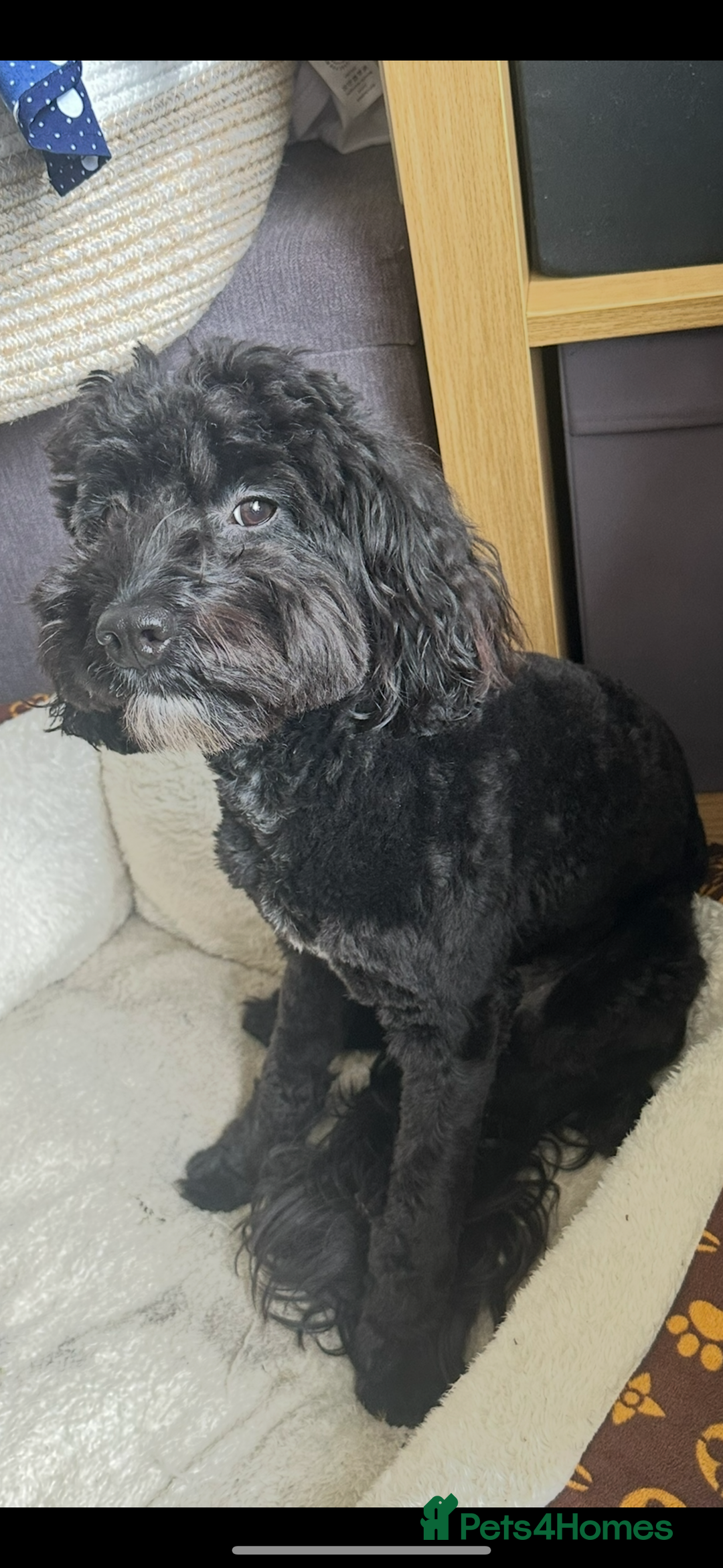 Cockapoo dogs for sale: Cockerpoo For rehome - Image 1