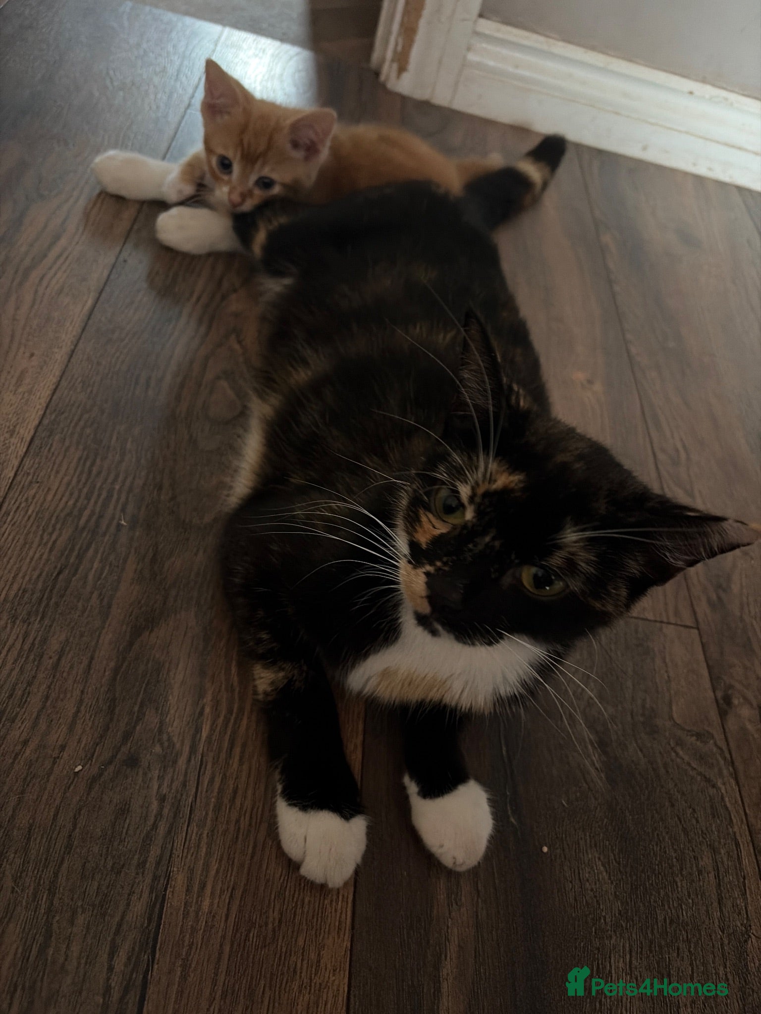 Mixed Breed cats 6 beautiful kittens  - Advert 1