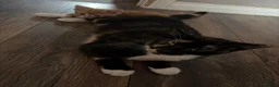 Mixed Breed cats for sale: 6 beautiful kittens  - Advert 1