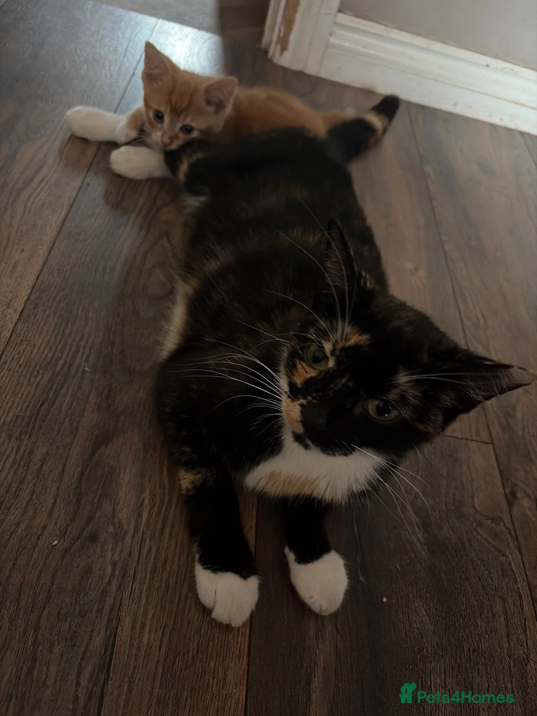 Mixed Breed cats for sale: 6 beautiful kittens  - Advert 1