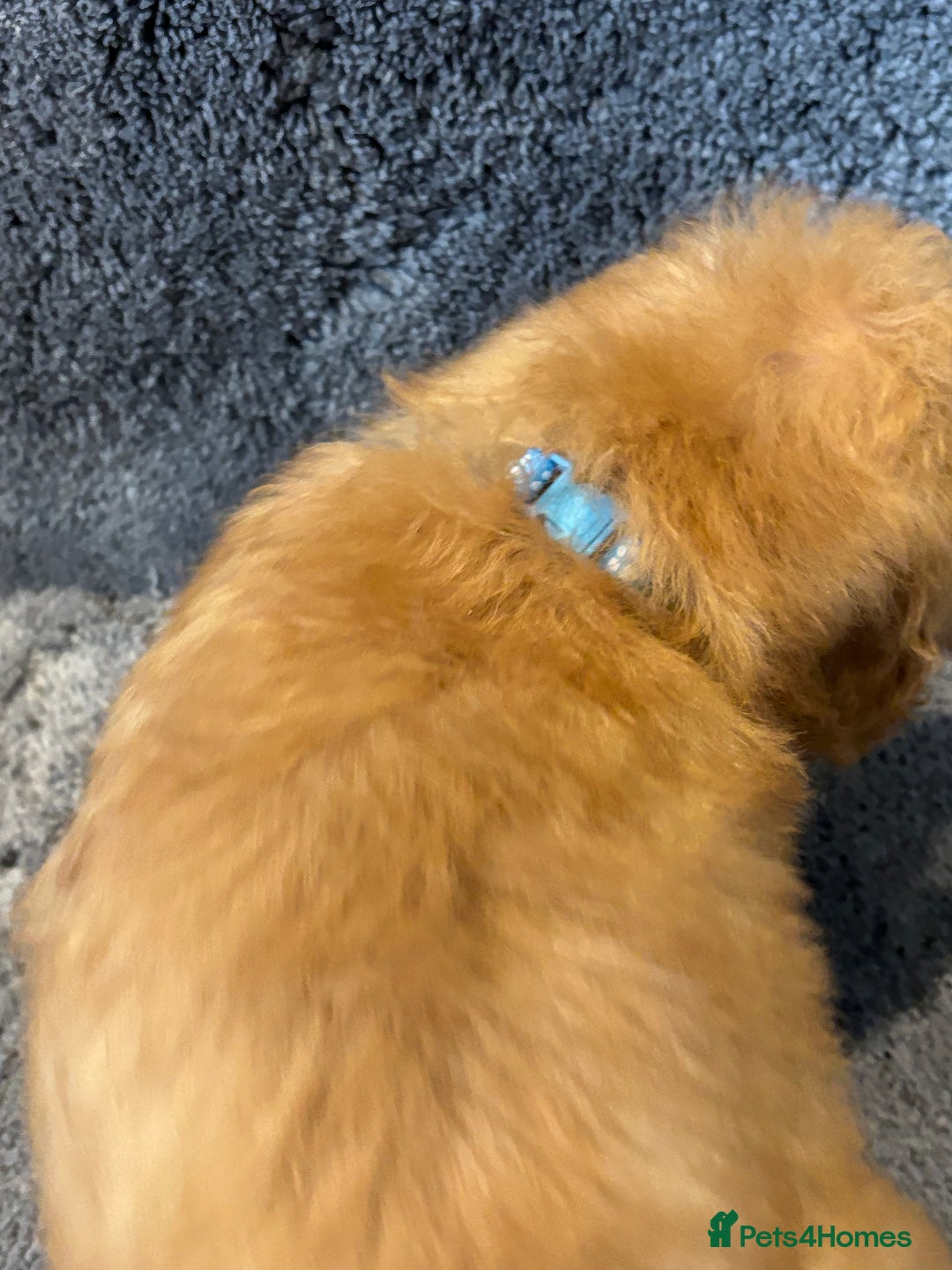 Toy Poodle dogs for sale: 2 beautiful toy poodle girls READY SOON  - Advert 5