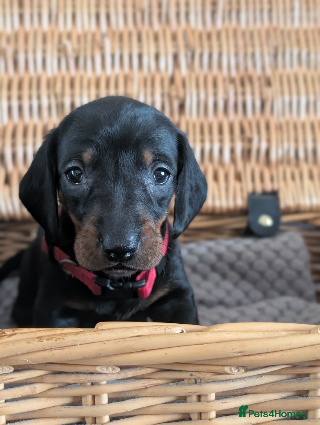 Dachshund dogs for sale: Quality Dachshund Standard Smooth Hair  - Advert 5