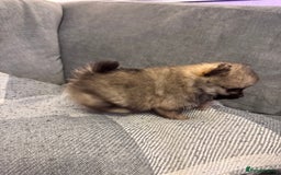 Pomeranian dogs for sale: Gorgeous Pomeranian puppies - Image 10