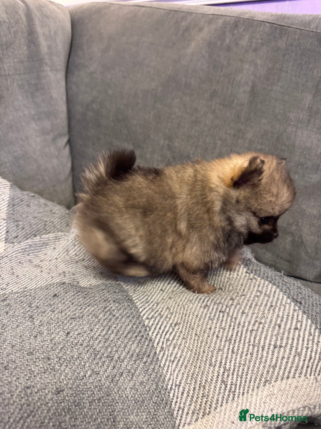 Pomeranian dogs for sale: Gorgeous Pomeranian puppies - Image 10