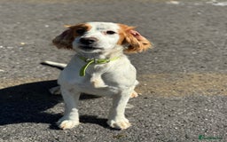 Sprocker dogs for sale: Lovely little sprocker  - Image 2