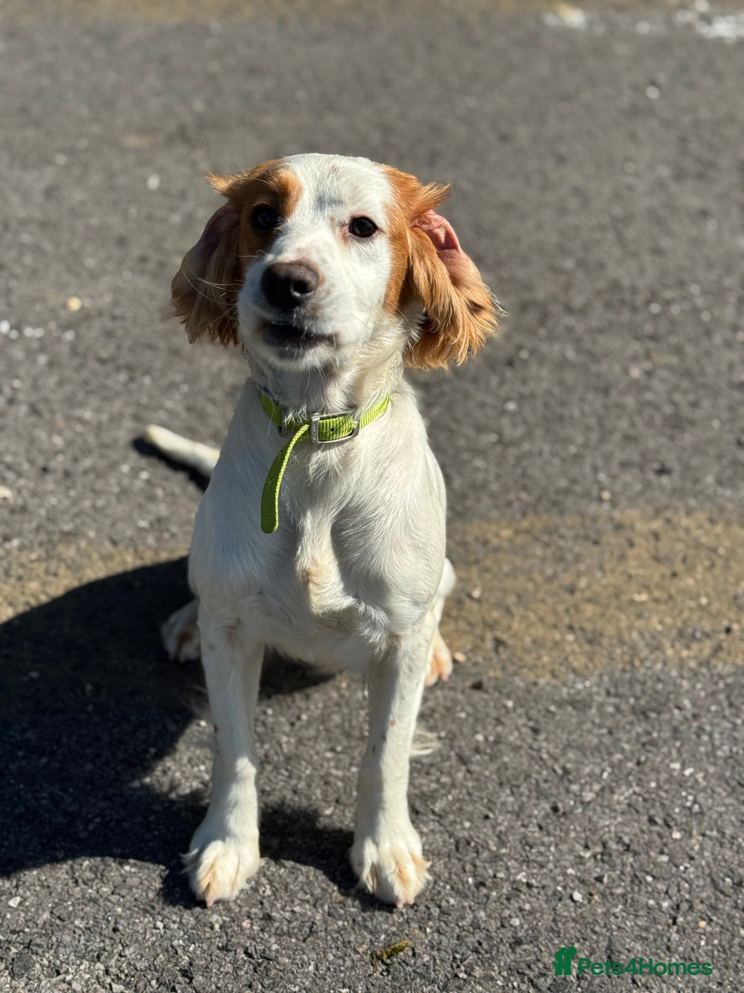 Sprocker dogs for sale: Lovely little sprocker  - Image 2