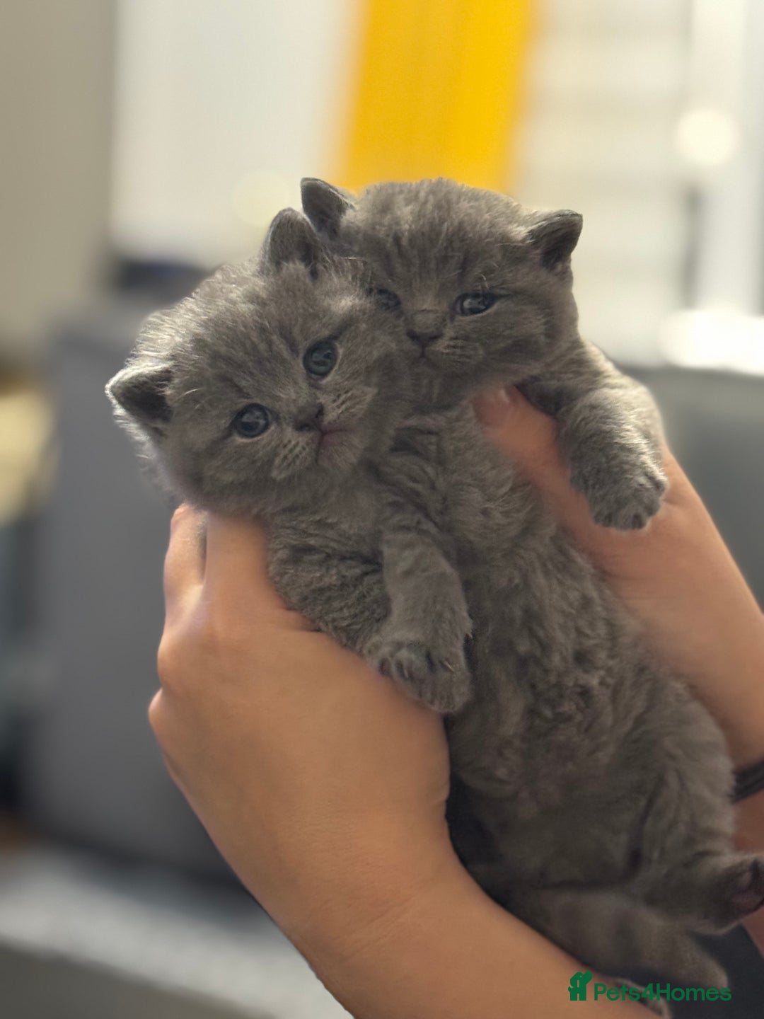 British Shorthair cats for sale: Five cute and naughty kittens for sale - Image 10