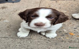Sprocker dogs for sale: Sprocker F1  - Image 1