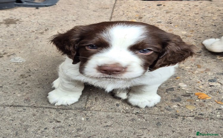 Sprocker dogs - Advert 4