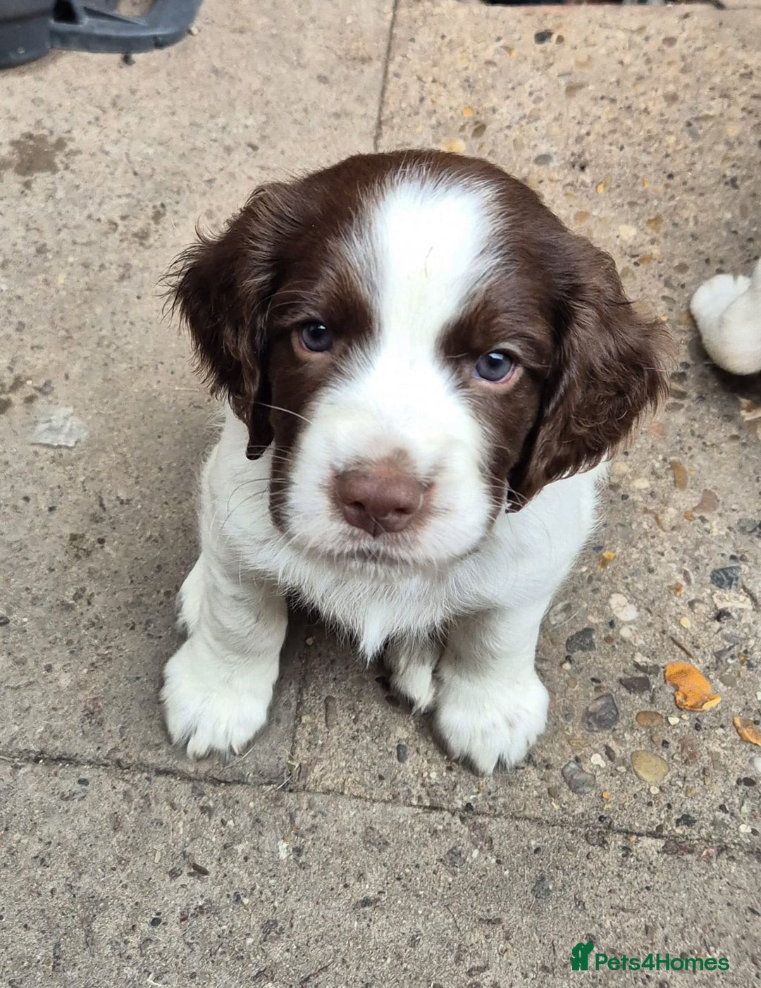 Sprocker dogs for sale: Sprocker F1  - Image 1