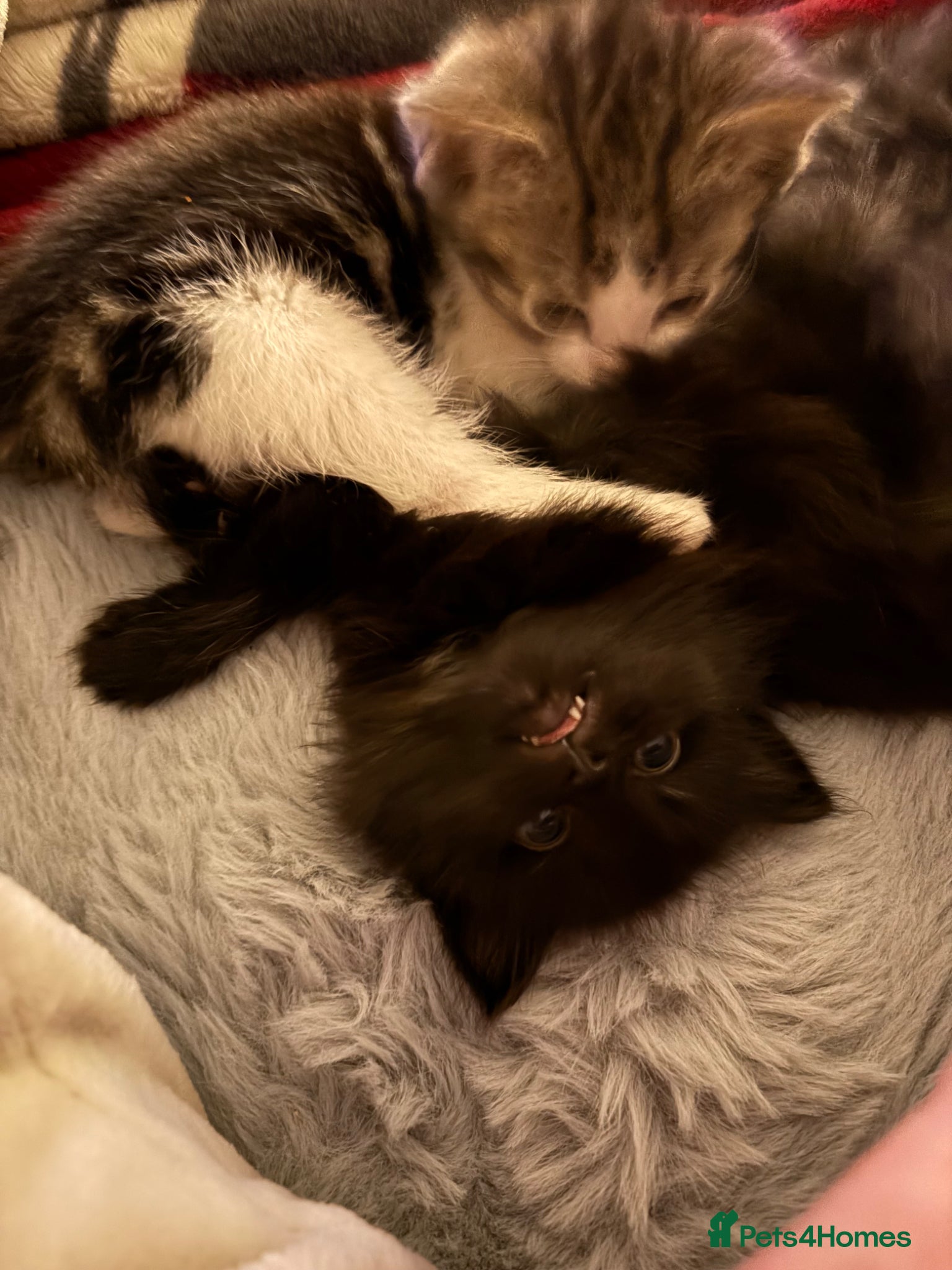 British Shorthair cats 3 beautiful British shorthair kittens for sale  - Advert 2