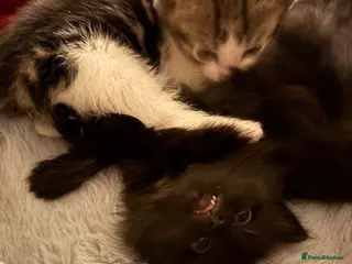 British Shorthair cats 3 beautiful British shorthair kittens for sale - Advert 2