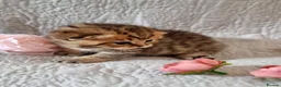 British Shorthair cats for sale: 💖GOLDEN, TABBY, COLOURPOINT BSH KITTENS💖 - Advert 11