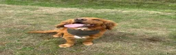 Cocker Spaniel dogs for sale: 3 beautiful cocker spaniel girls 💛🩷🧡 in Moreton-in-Marsh - Advert 13