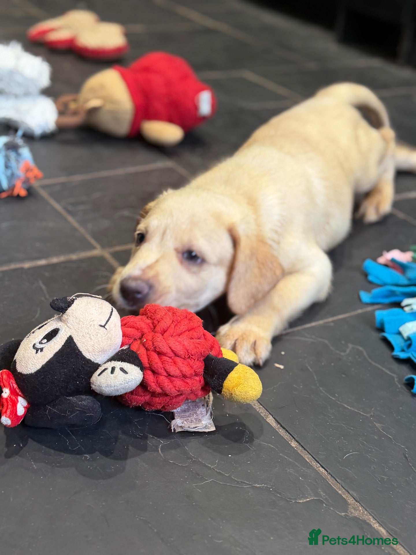 Labrador Retriever dogs Health tested yellow/champagne Labrador puppies - Advert 1