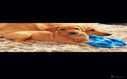 Labrador Retriever dogs for sale: KC REG Labrador working Line Fox Red - Image 12