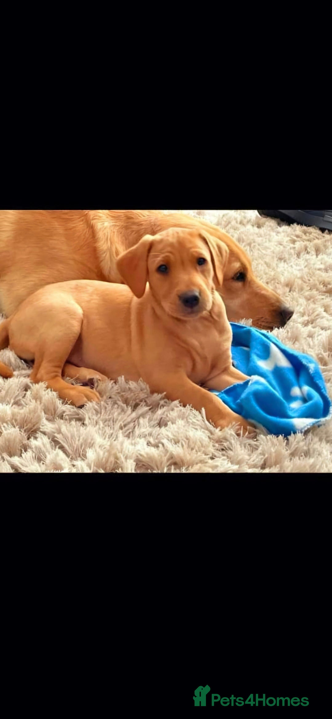 Labrador Retriever dogs for sale: KC REG Labrador working Line Fox Red - Image 12