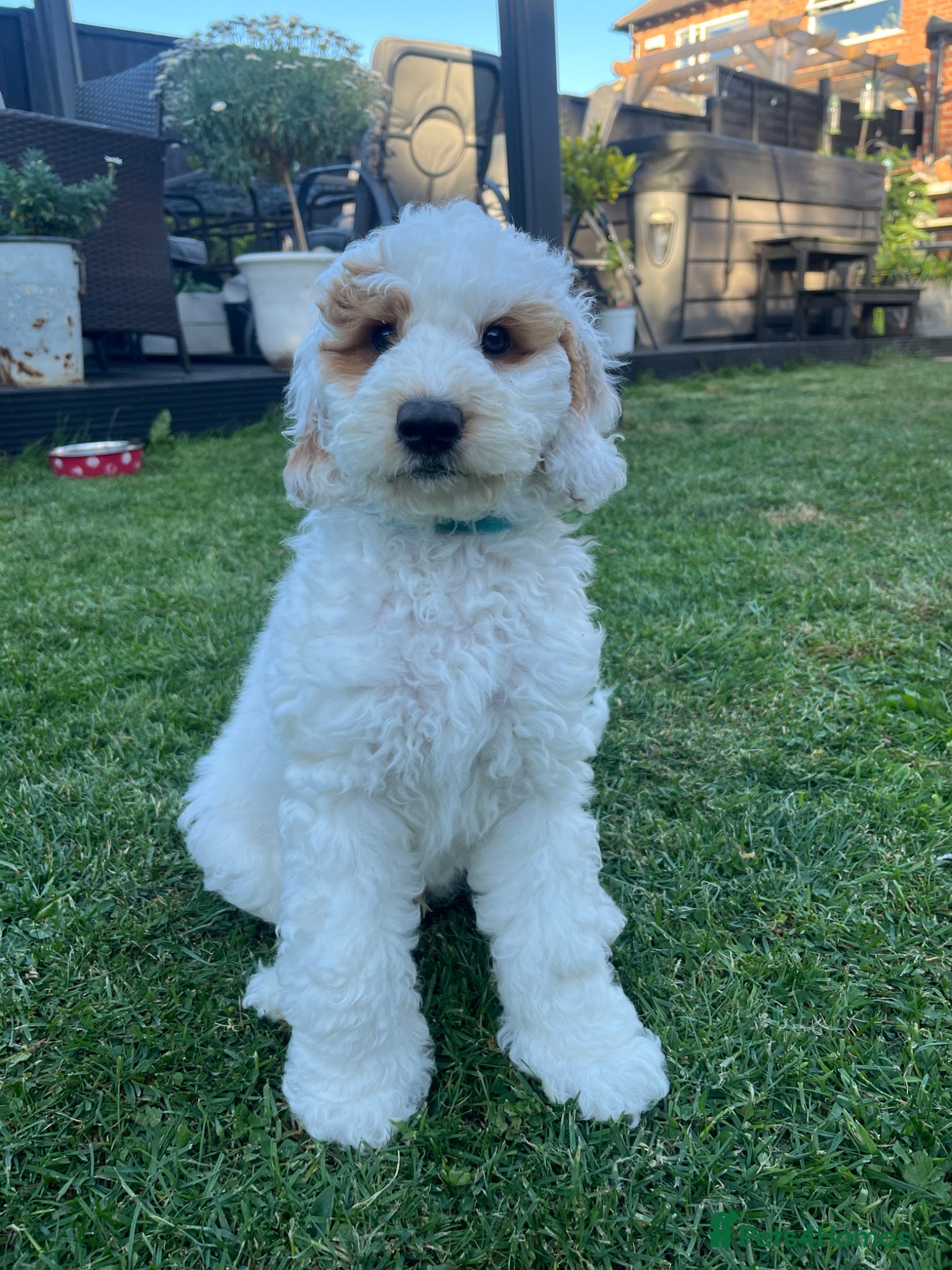 Australian Labradoodle dogs AUSTRALIAN LABRADOODLE - Great recommendations.  - Advert 1