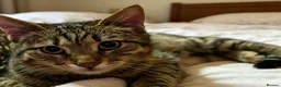 Mixed Breed cats for sale: tortoiseshell kitten - Advert 5
