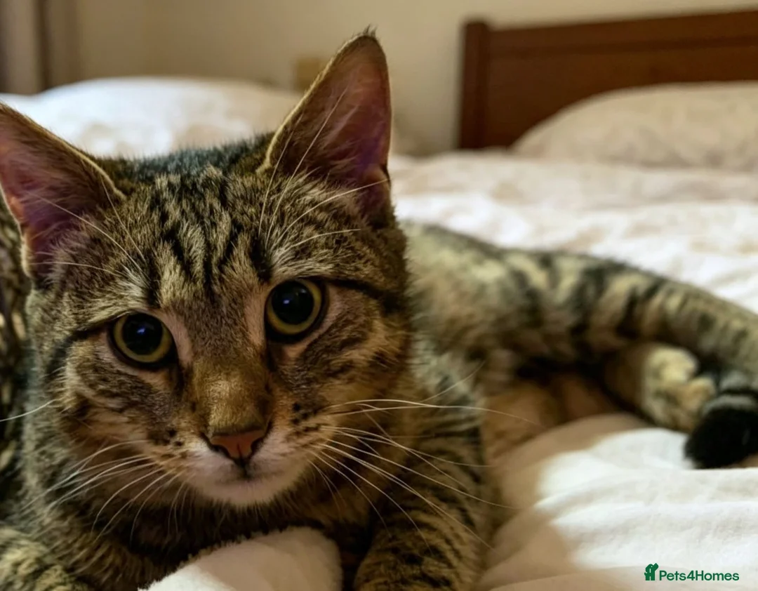 Mixed Breed cats for sale: tortoiseshell kitten - Advert 5