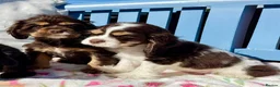 American Cocker Spaniel dogs for sale: KC reg. pure American Cocker Spaniel puppies  - Advert 16