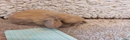 Mini Lop rabbits for sale:  3 Beautifull minilop babys ready to reserve  - Advert 11