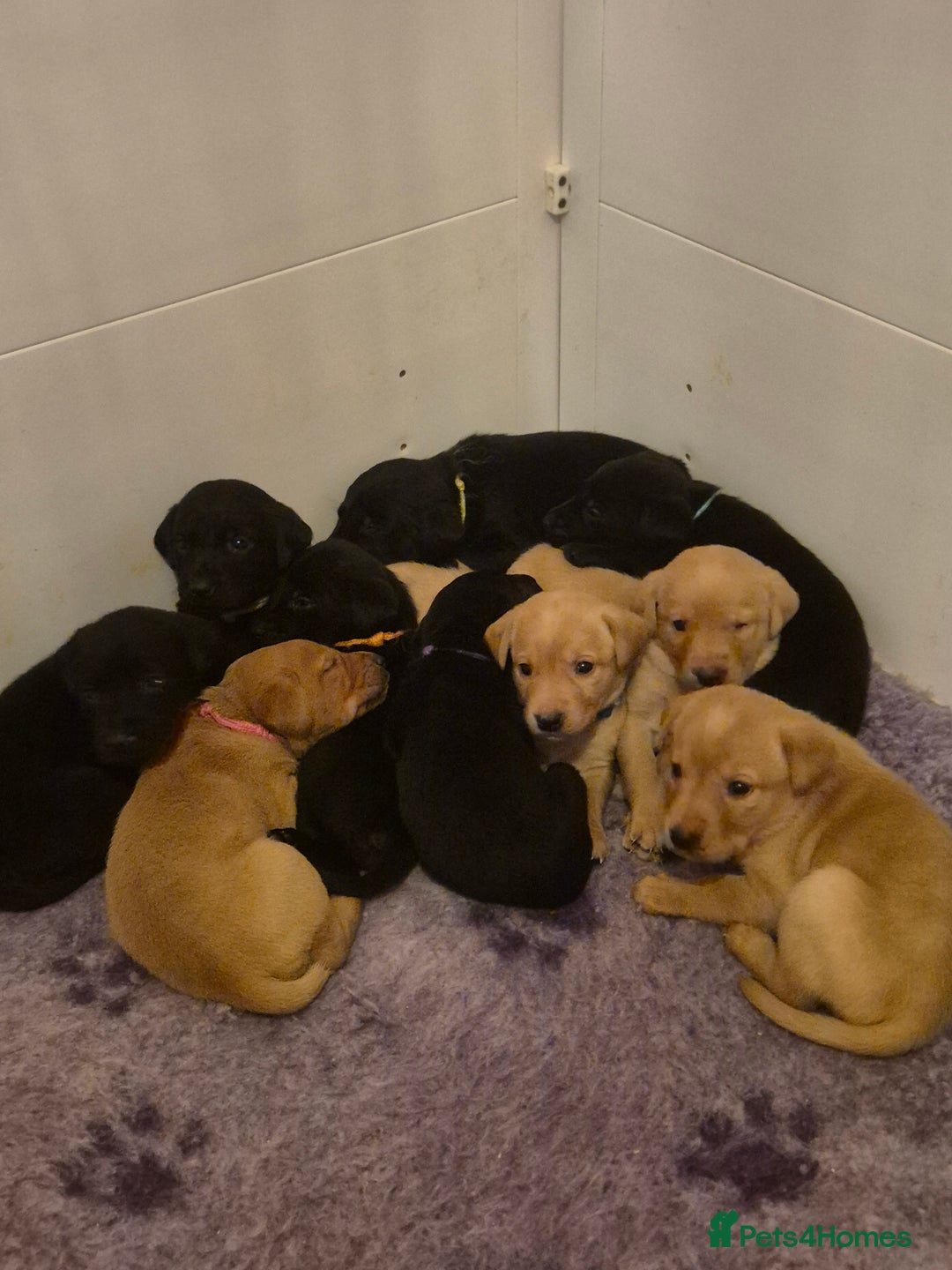 Labrador Retriever dogs for sale: Beautiful yellow male labrador puppy - Advert 8