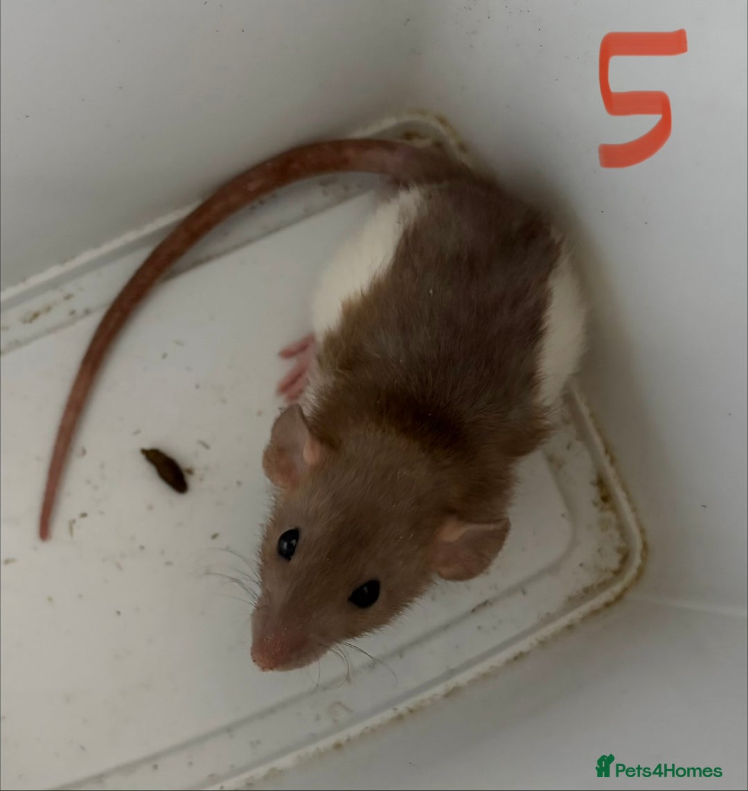 Rat rodents for sale: Mixed baby rats  - Image 5