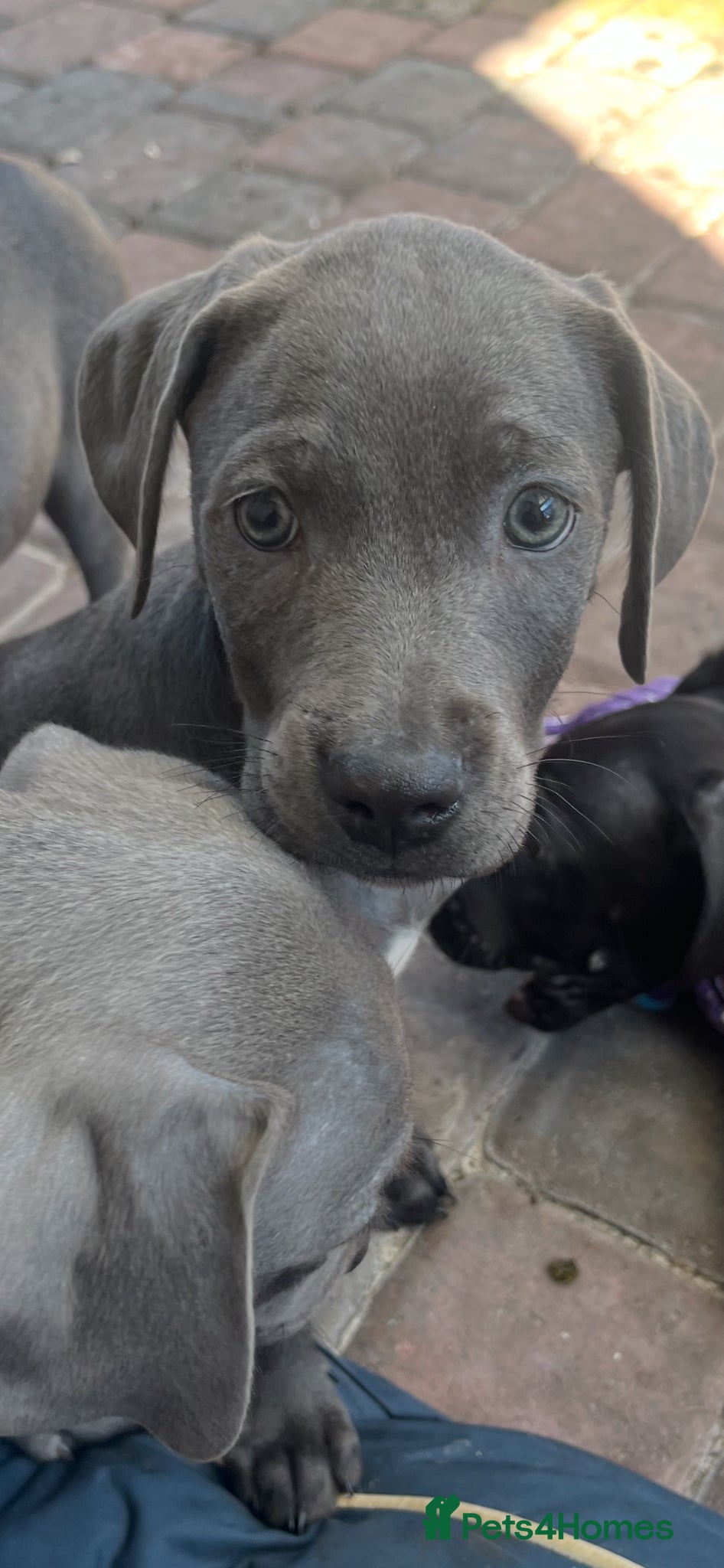 Mixed Breed dogs Cane corso pups 8 weeks old, 4 grey 2 black - Advert 2