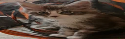 Maine Coon cats for sale: Maine Coon kittens XXL - Advert 6