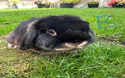 Mini Lop rabbits for sale: Mini Lop Male and Female Rabbits For Sale  - Image 15