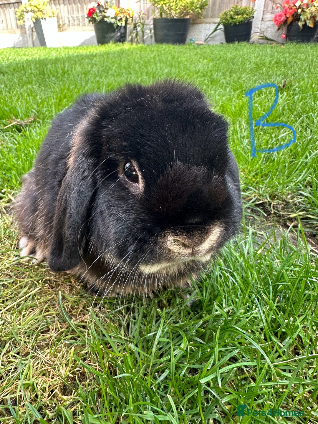 Mini Lop rabbits for sale: Mini Lop Male and Female Rabbits For Sale  - Image 15
