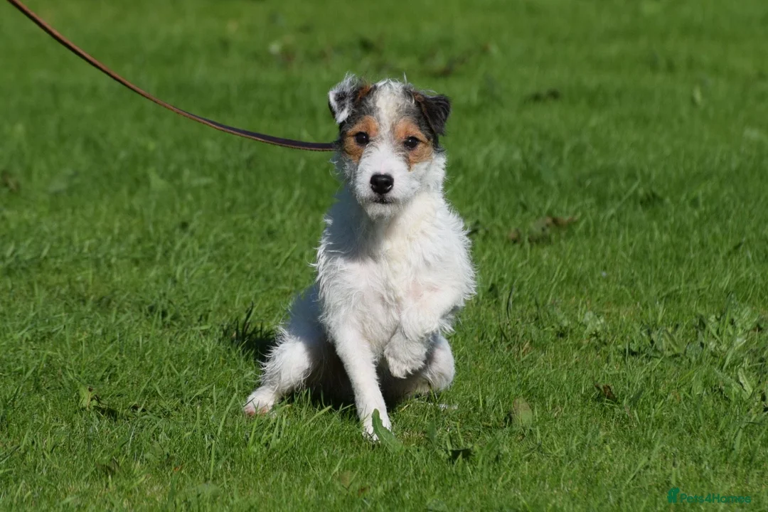 Parson Russell dogs for stud: 5 star licensed registered breeder - Advert 2