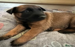 Belgian Shepherd Dog dogs for sale:  Belgian Malinois Puppies  in Telford - Image 11