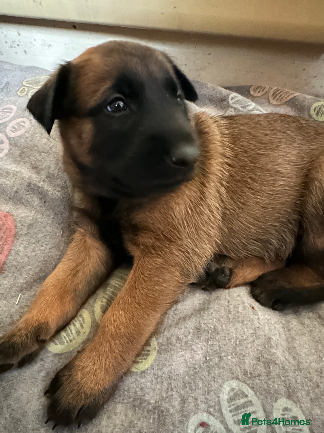Belgian Shepherd Dog dogs for sale:  Belgian Malinois Puppies  in Telford - Image 11