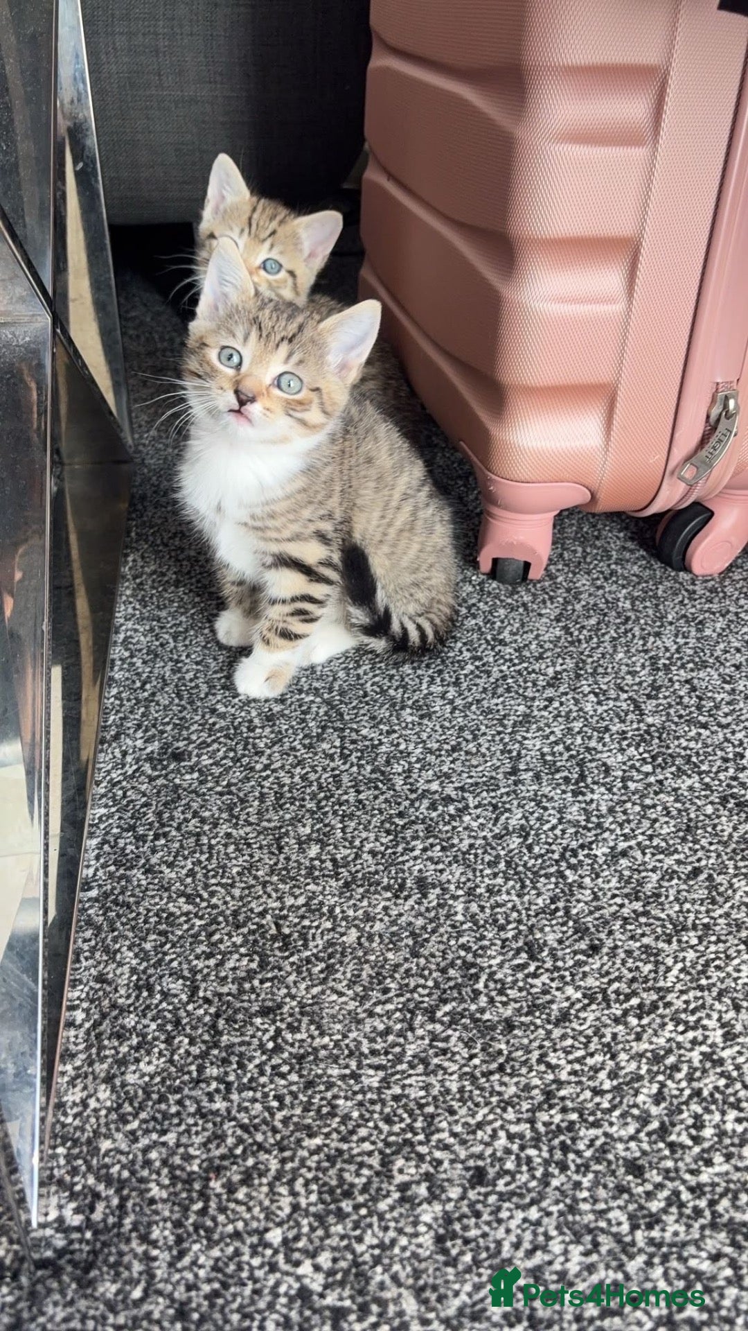 Mixed Breed cats 1 female tabby and 1 male black and white - Advert 1