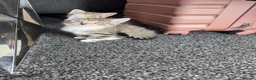 Mixed Breed cats for sale: 1 female tabby and 1 male black and white - Advert 1
