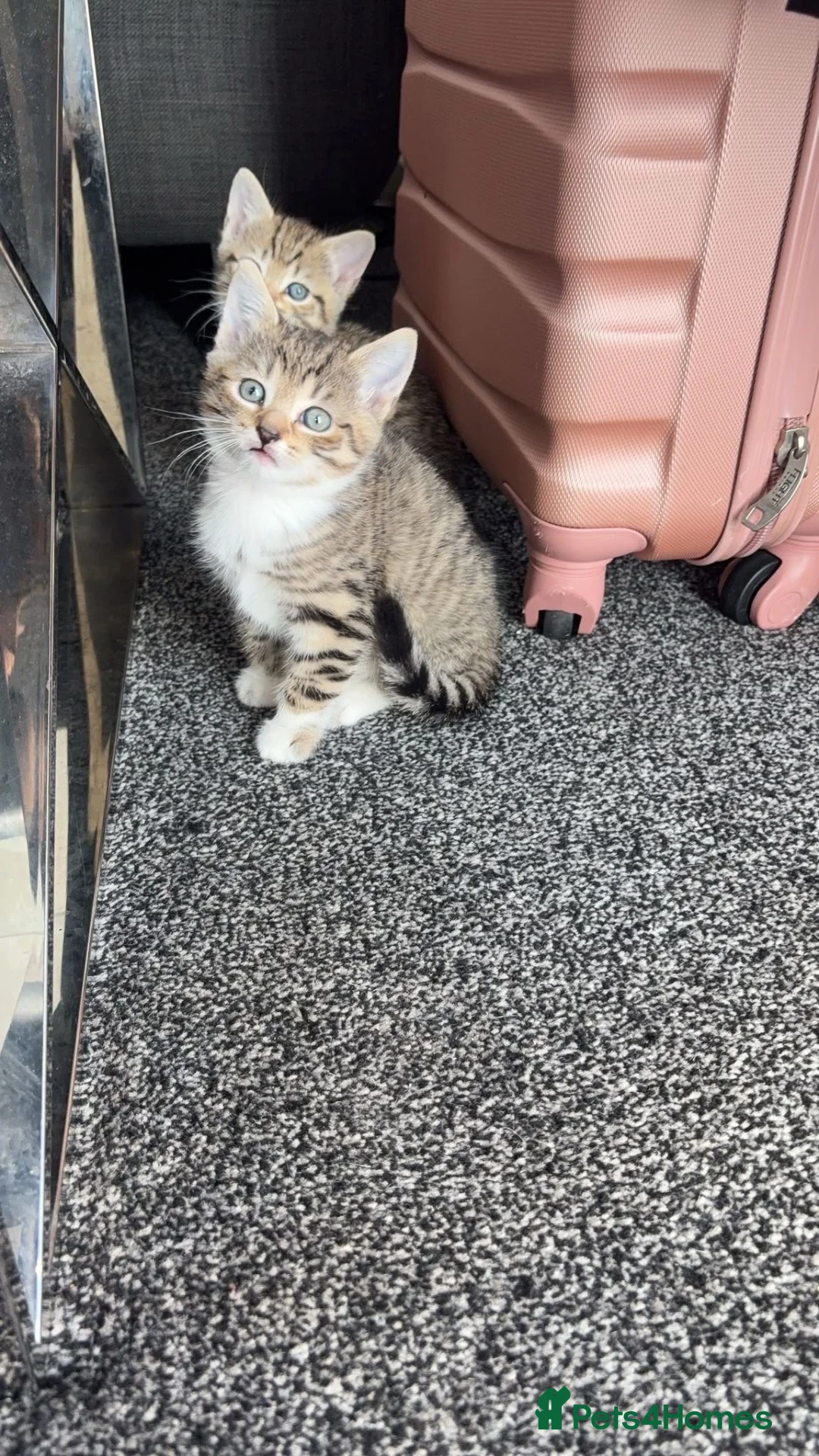 Mixed Breed cats for sale: 1 female tabby and 1 male black and white - Advert 1