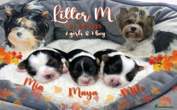 Yorkshire Terrier dogs for sale: Two Beautiful Biewer Terrier Girls! - Image 11