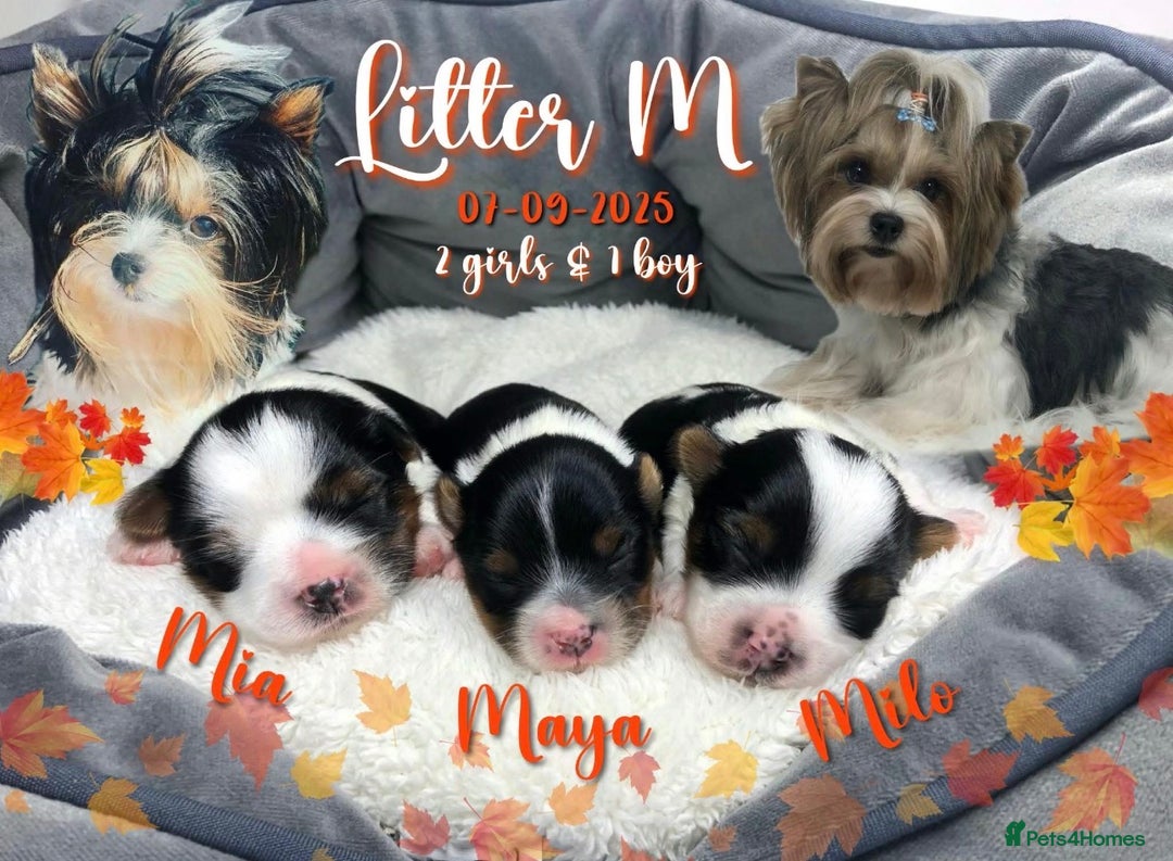 Yorkshire Terrier dogs for sale: Two Beautiful Biewer Terrier Girls! - Image 11