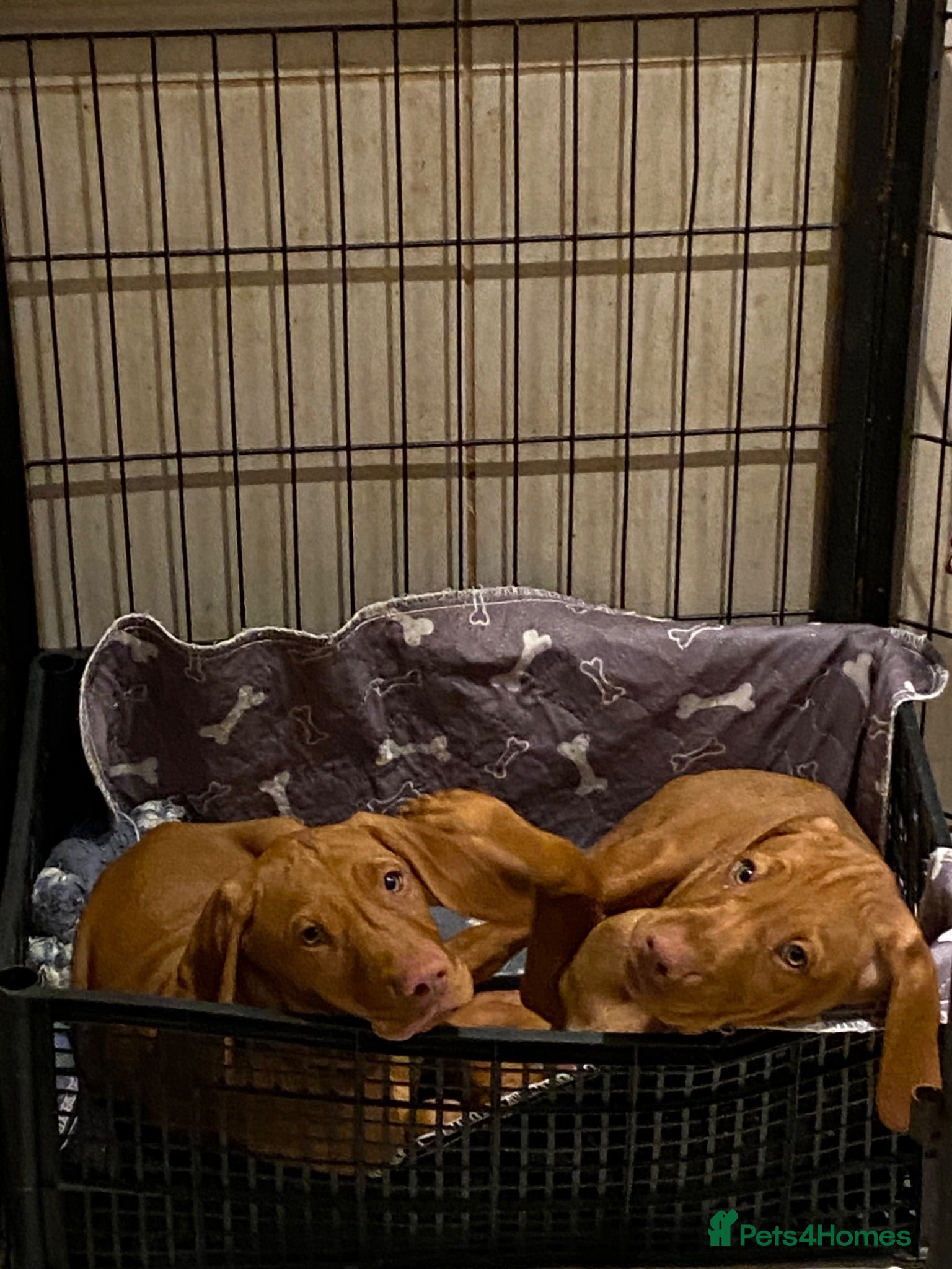 Hungarian Vizsla dogs Hungarian w/h vizsla s last 2 boys remaining  - Advert 3