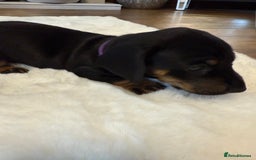 Dachshund dogs for sale: Dachshunds for sale   - Image 28