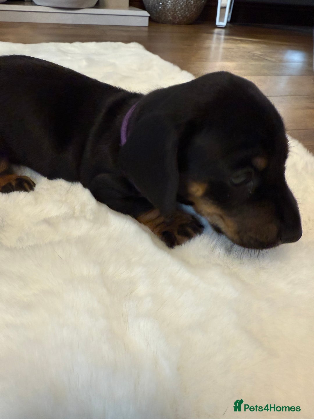 Dachshund dogs for sale: Dachshunds for sale   - Image 28
