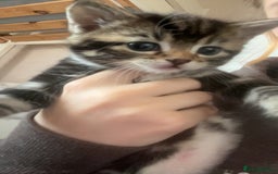 Mixed Breed cats for sale: Kittens for sale - Image 1